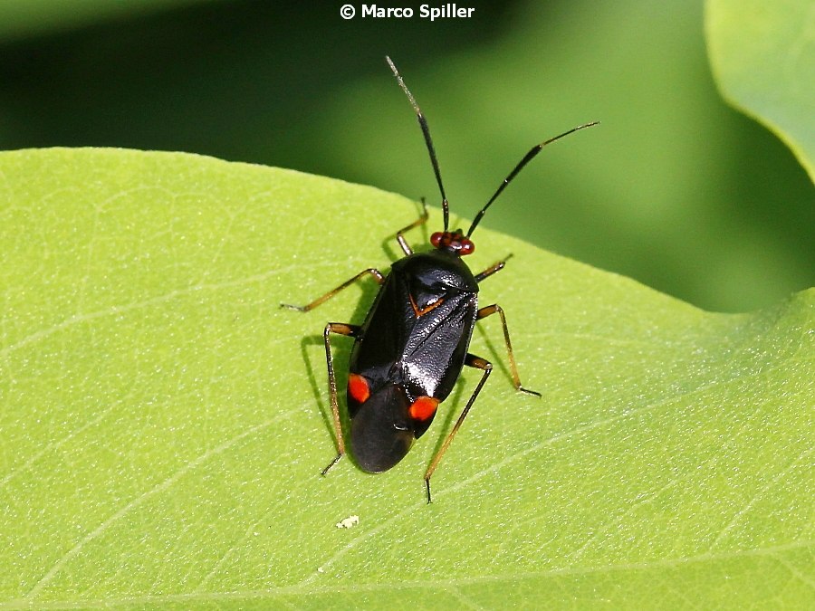 Miridae:   Deraeocoris ruber (anche in forma segusina)